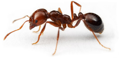 Fire ant border check call - InDaily