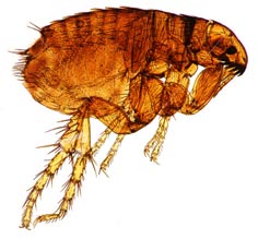 Flea image